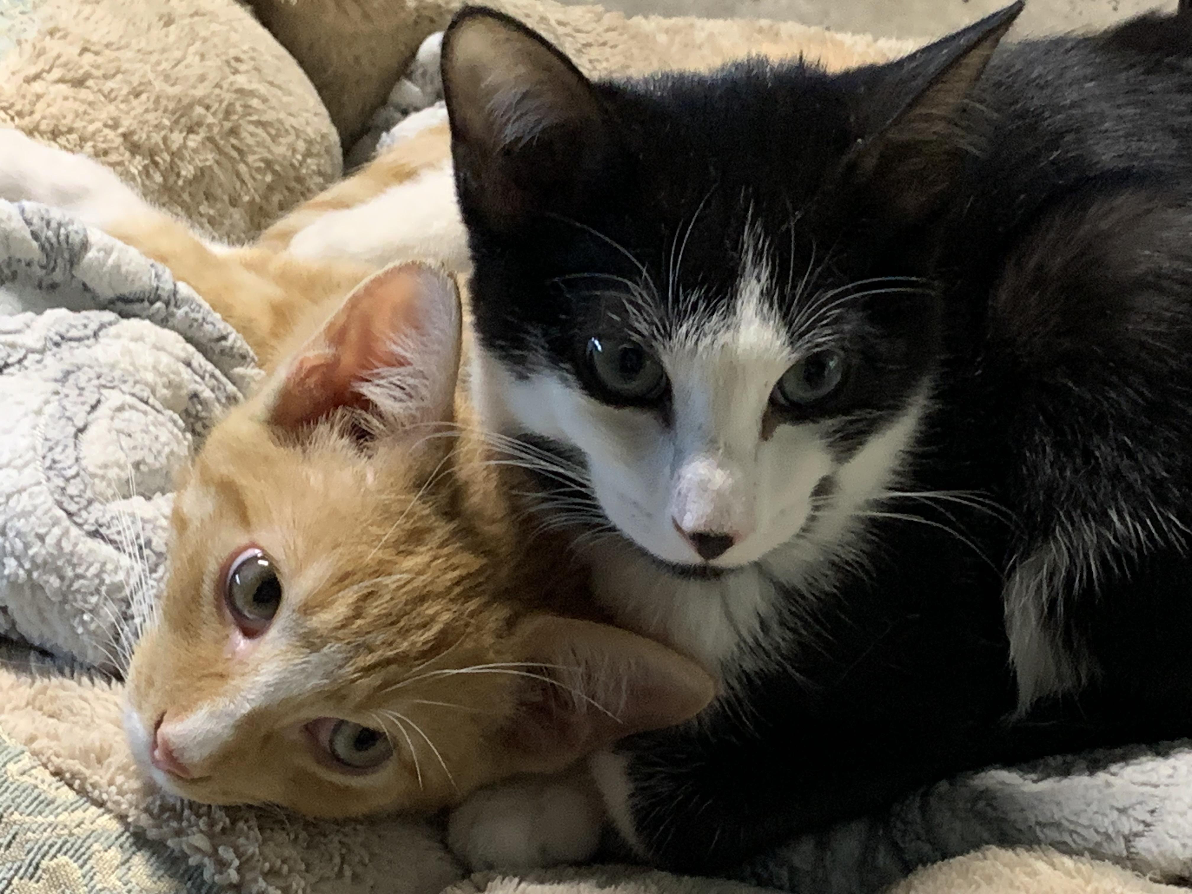 Enlarge Tennessee Jr., a Adoptable Domestic Short Hair in Stockholm, WI image 2/6