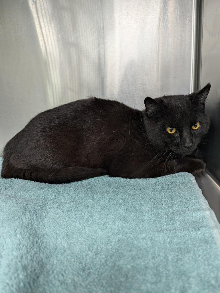 Noir, Adoptable, Young Male Domestic Short Hair.