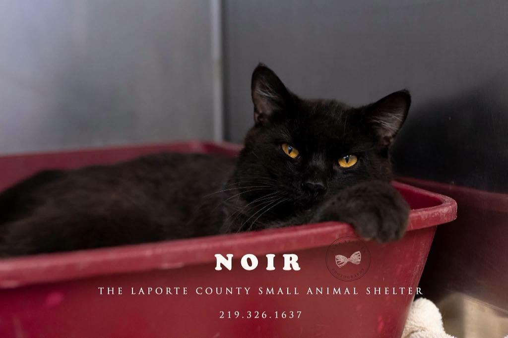 Enlarge Noir, a Adoptable mixed breed in La Porte, IN image 2/2