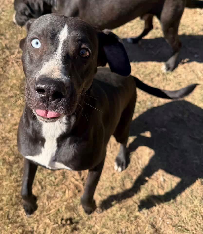 Enlarge Bebe, a Adoptable mixed breed in Monroeville, PA image 3/6