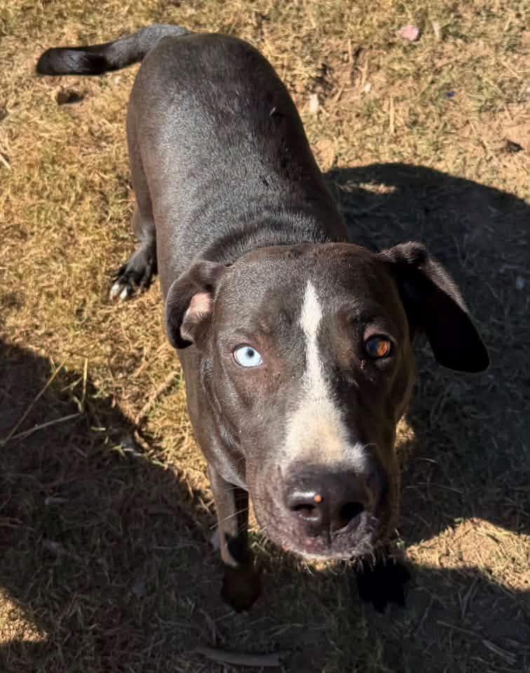 Enlarge Bebe, a Adoptable mixed breed in Monroeville, PA image 2/6