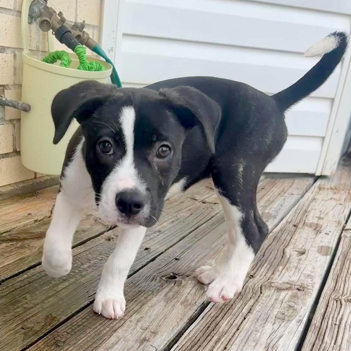 Margo, an adopted mixed breed in Springfield, OR image 5/6