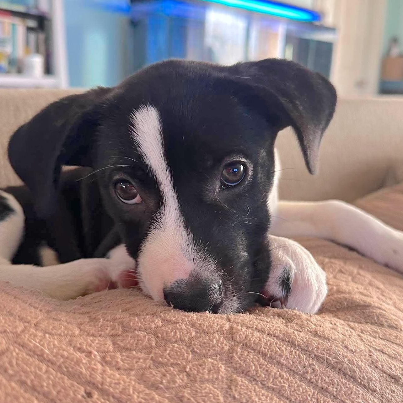 Margo, an adopted mixed breed in Springfield, OR image 1/6