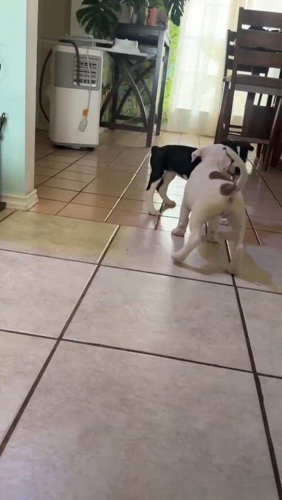 Enlarge Margo, an adopted mixed breed in Springfield, OR video 4/6