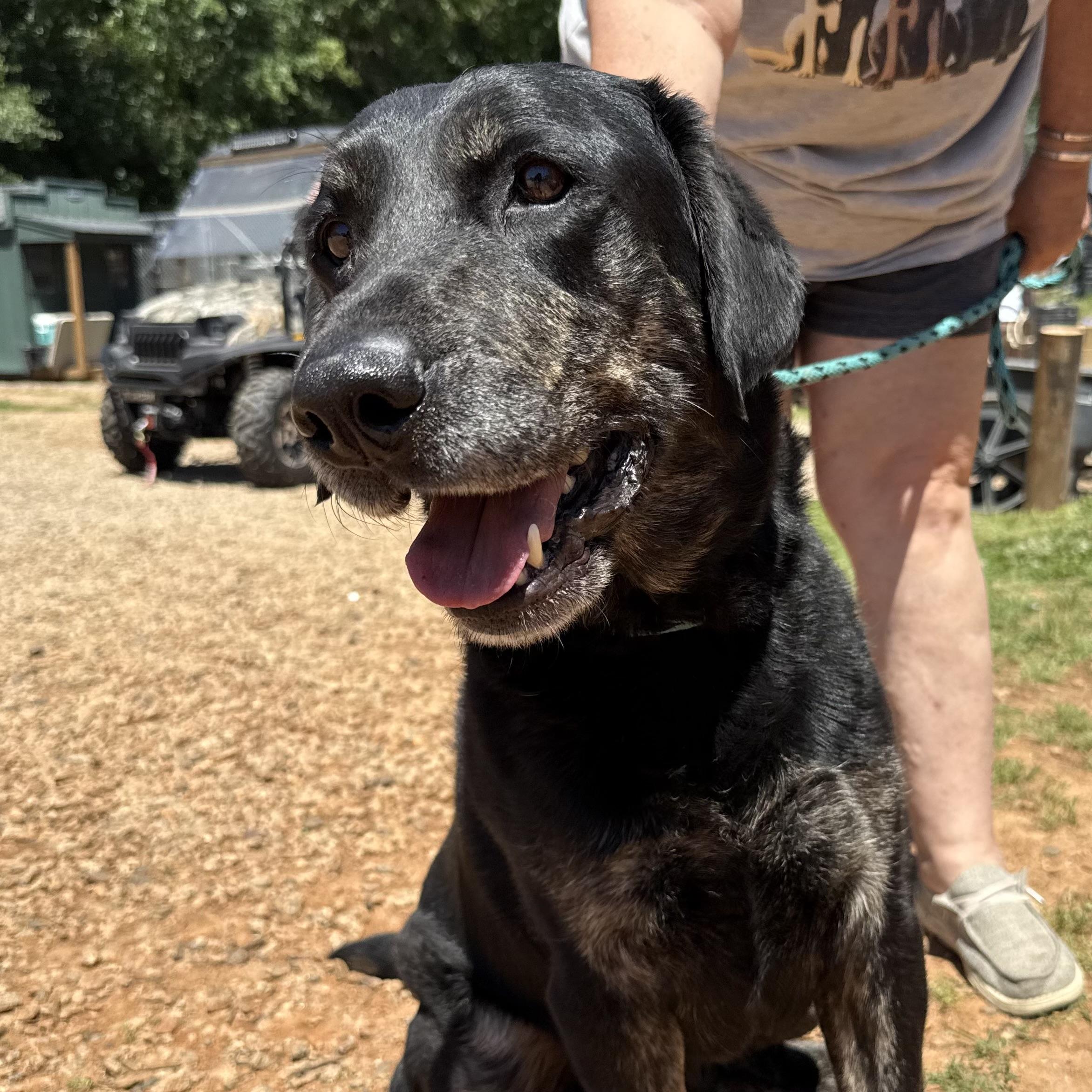 Blue, an adopted mixed breed in Richmond Hill, GA image 3/5