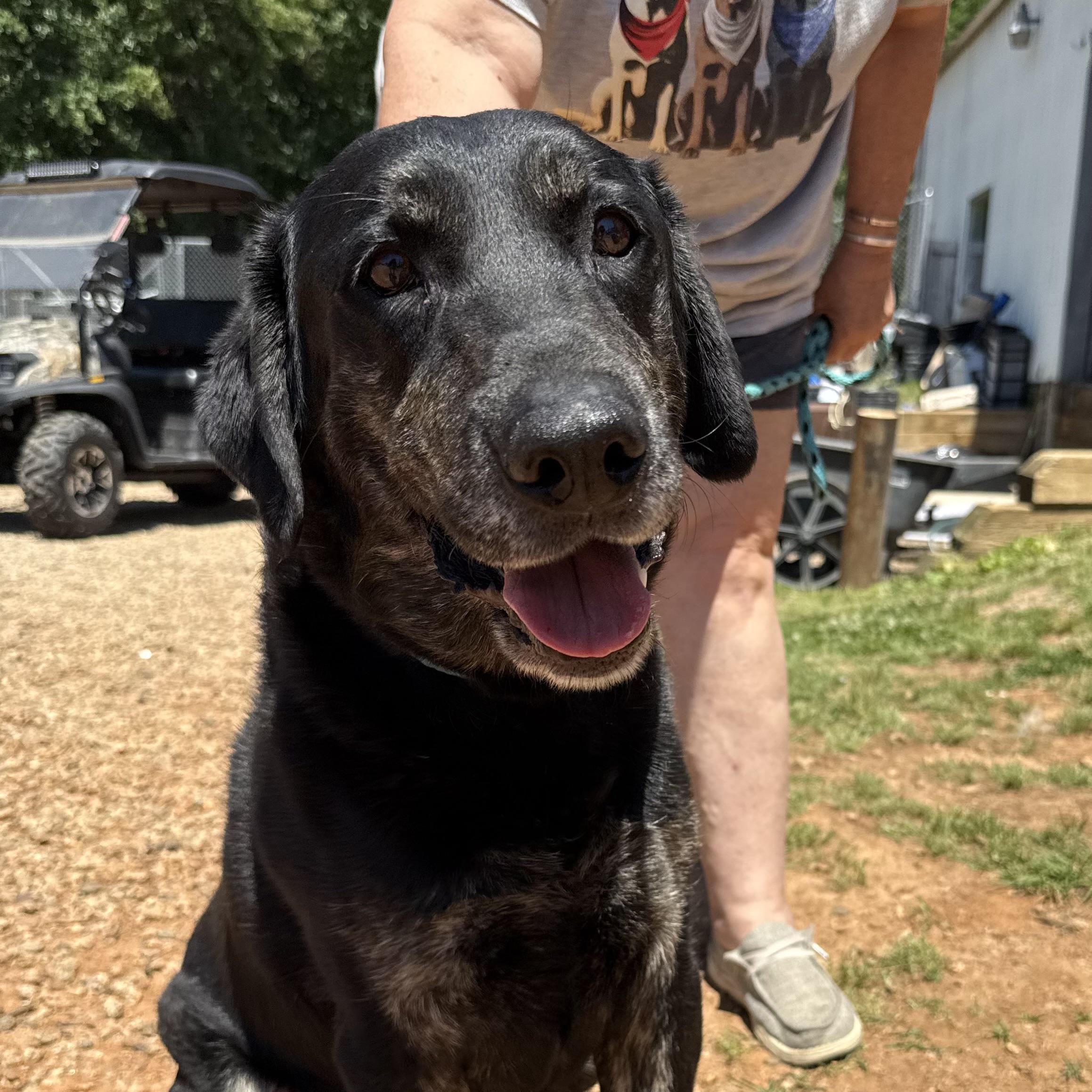 Blue, an adopted mixed breed in Richmond Hill, GA image 1/5
