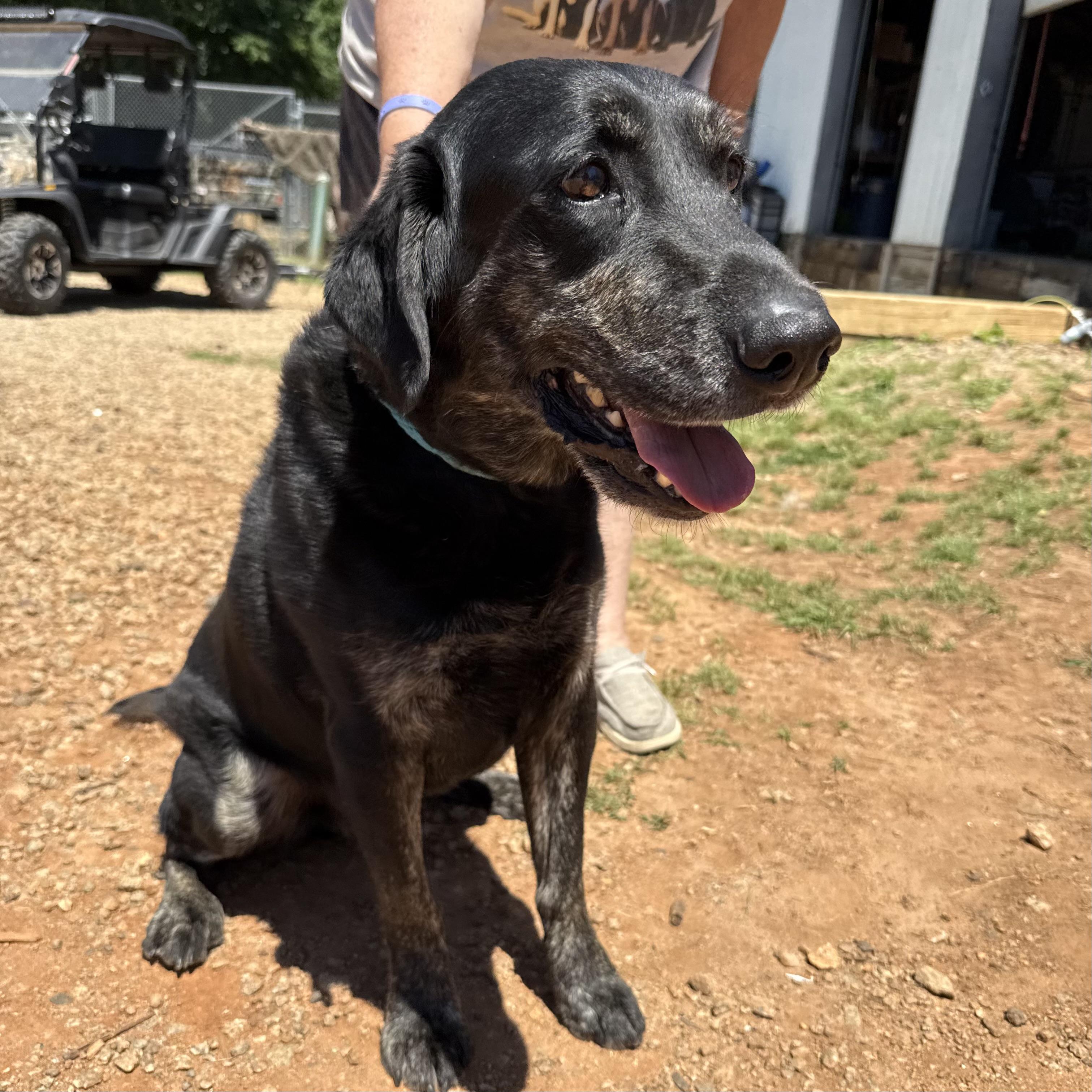 Blue, an adopted mixed breed in Richmond Hill, GA image 2/5