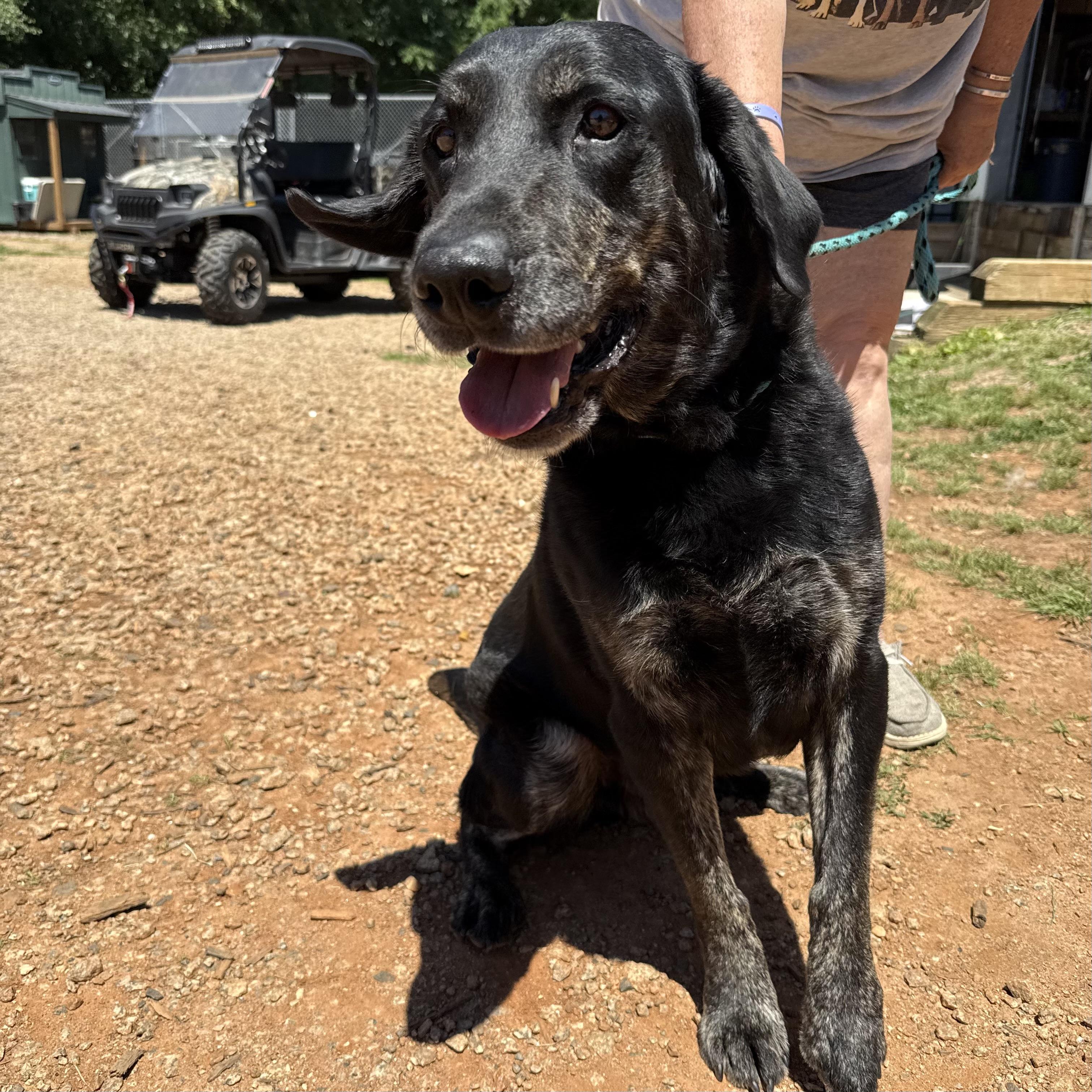 Blue, an adopted mixed breed in Richmond Hill, GA image 5/5
