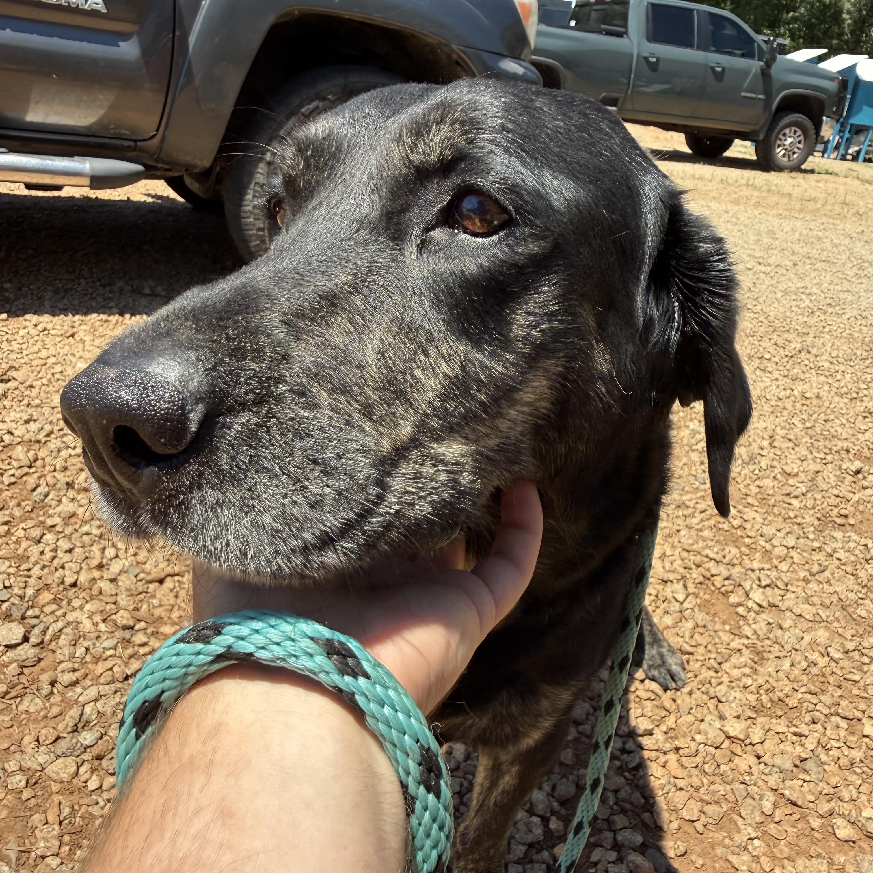 Blue, an adopted mixed breed in Richmond Hill, GA image 4/5