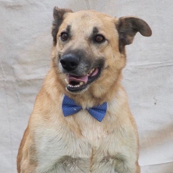 Niko, an adoptable Shepherd Mix in Grand Junction, CO_image-1