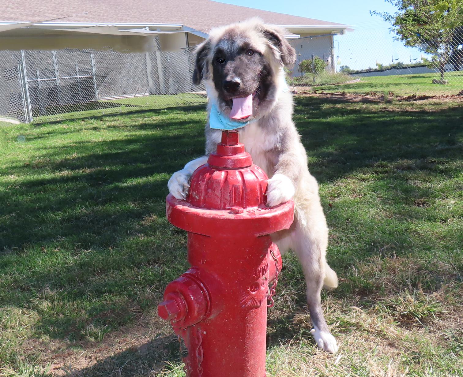 Enlarge Raleigh 26C-253, a Adoptable Anatolian Shepherd in Rogers, AR image 5/5