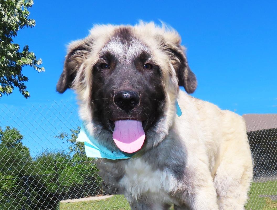 Enlarge Raleigh 26C-253, a Adoptable Anatolian Shepherd in Rogers, AR image 1/5