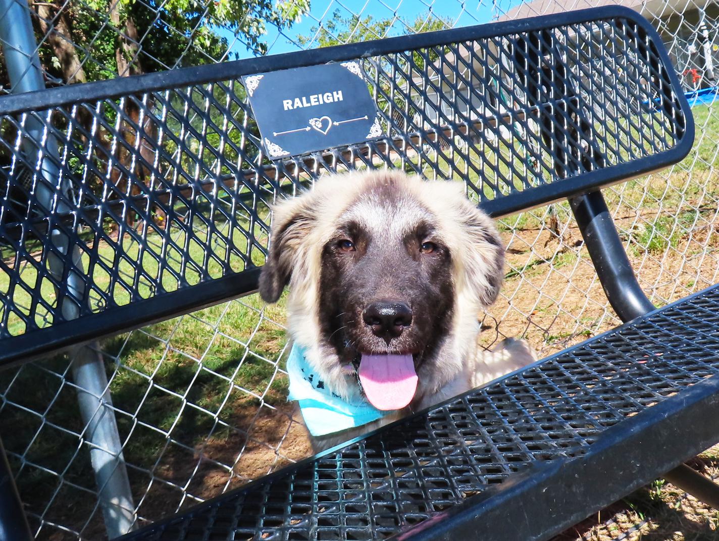 Enlarge Raleigh 26C-253, a Adoptable Anatolian Shepherd in Rogers, AR image 3/5