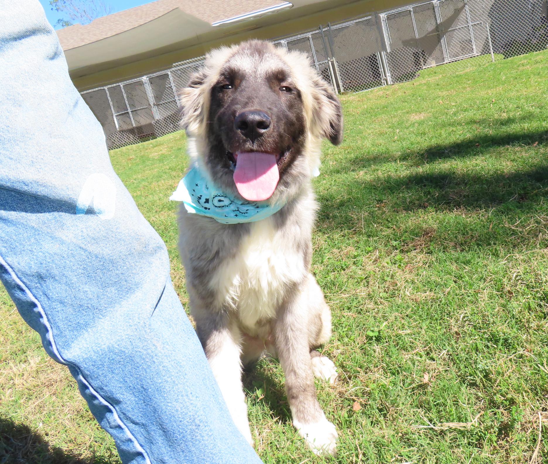Enlarge Raleigh 26C-253, a Adoptable Anatolian Shepherd in Rogers, AR image 4/5