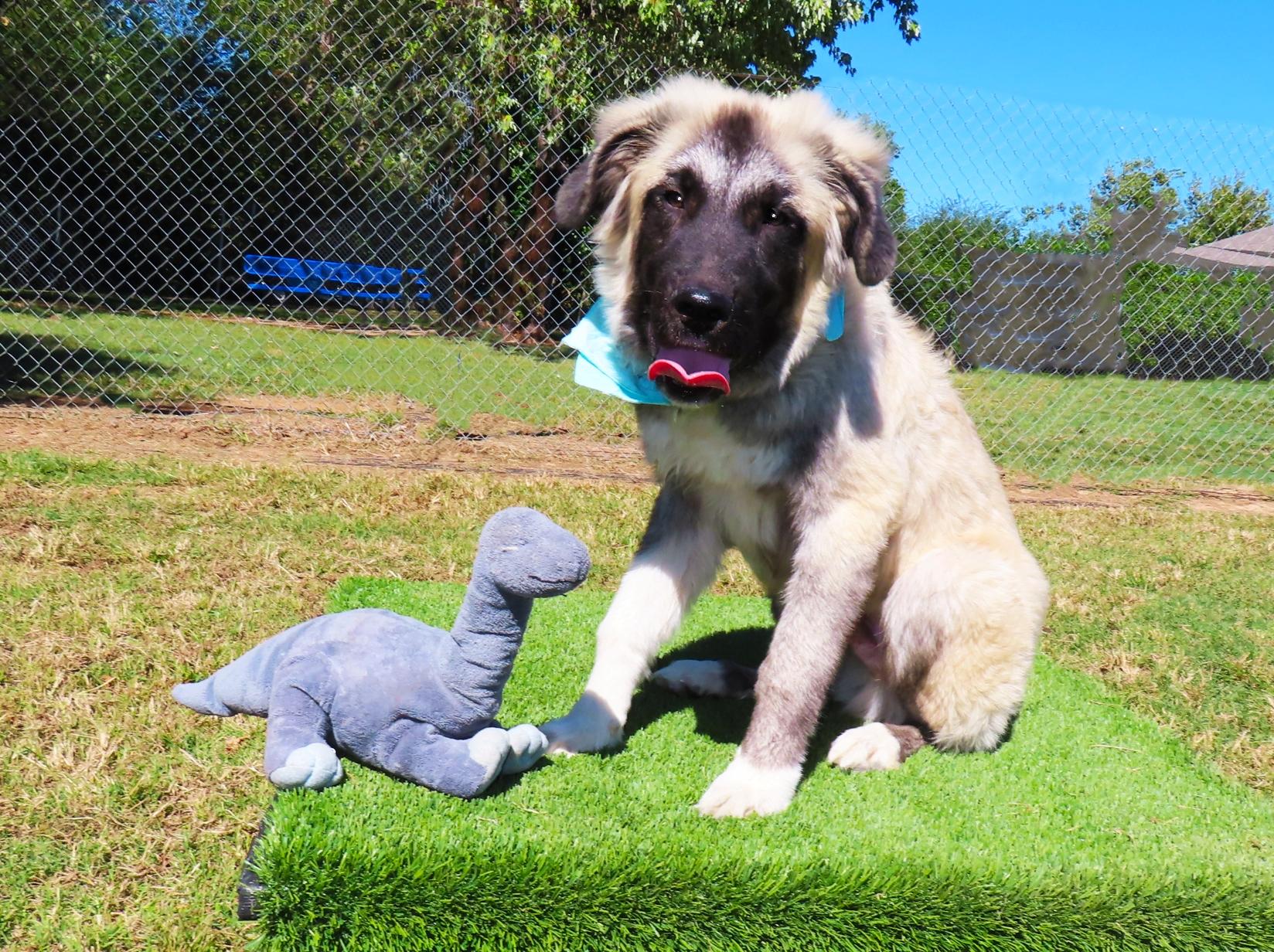 Enlarge Raleigh 26C-253, a Adoptable Anatolian Shepherd in Rogers, AR image 2/5