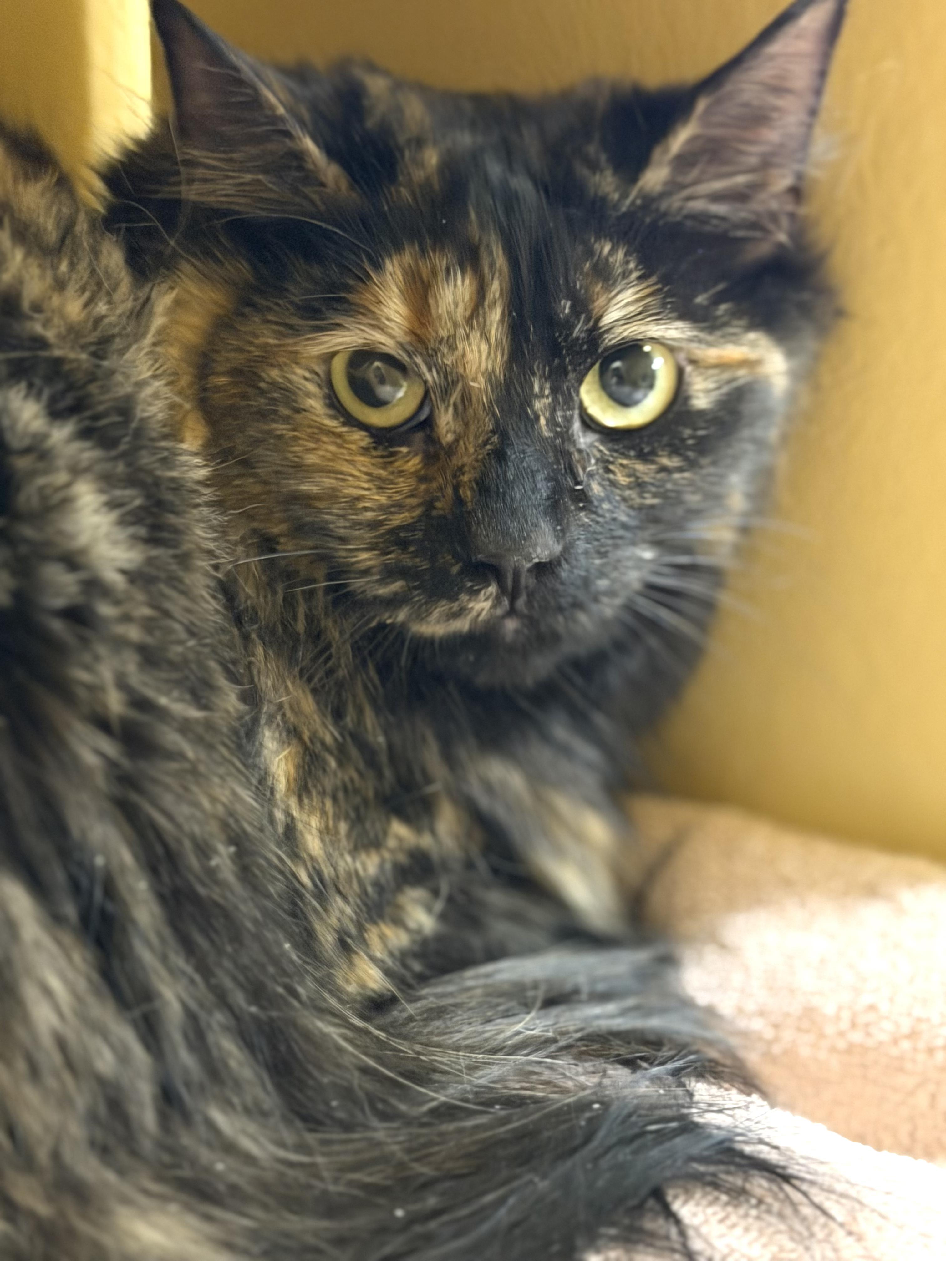 Enlarge Coco & Maeve , a ADOPTABLE mixed breed in Charlotte, NC image 1/5