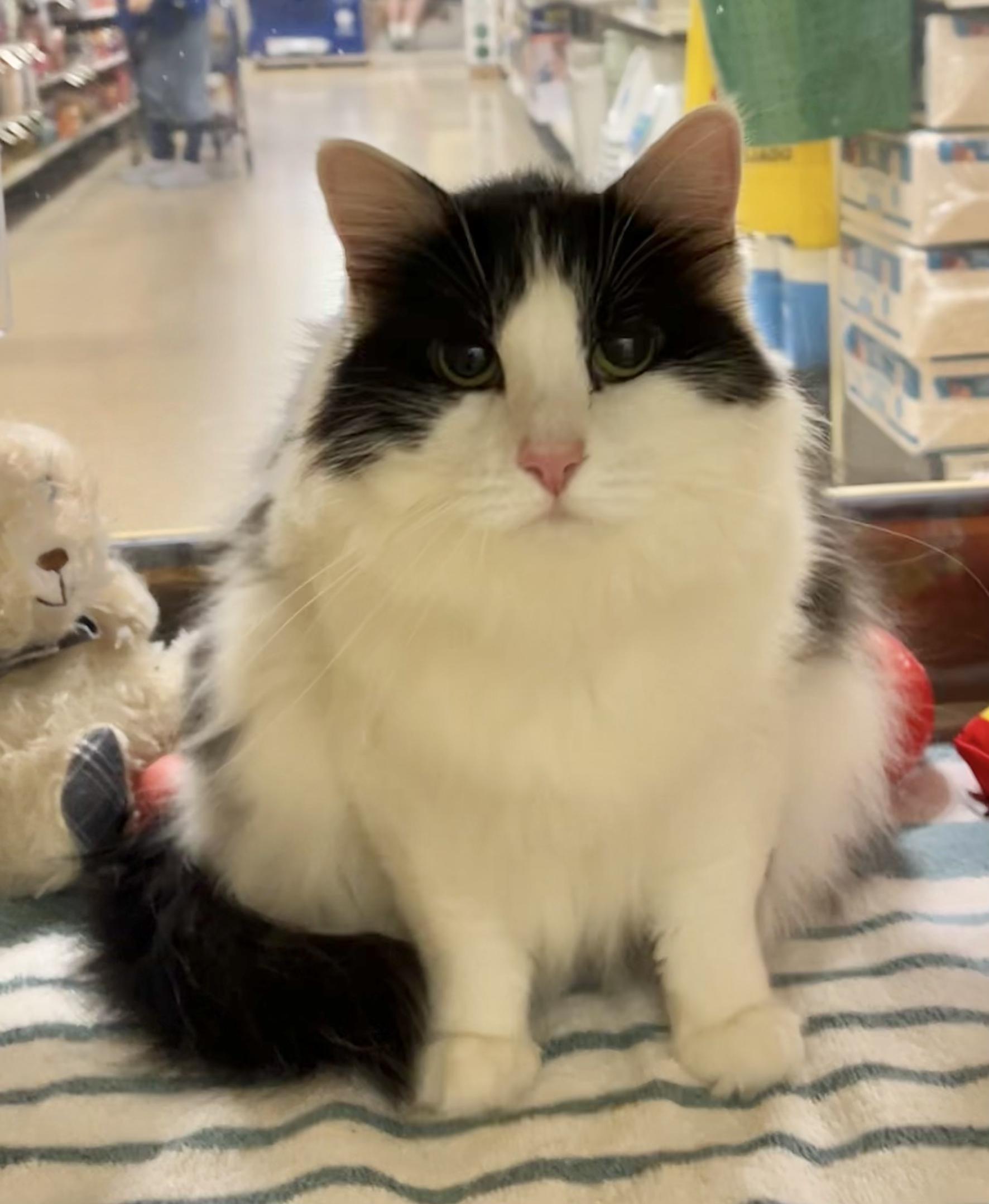 Enlarge Coco & Maeve , a ADOPTABLE mixed breed in Charlotte, NC image 4/5