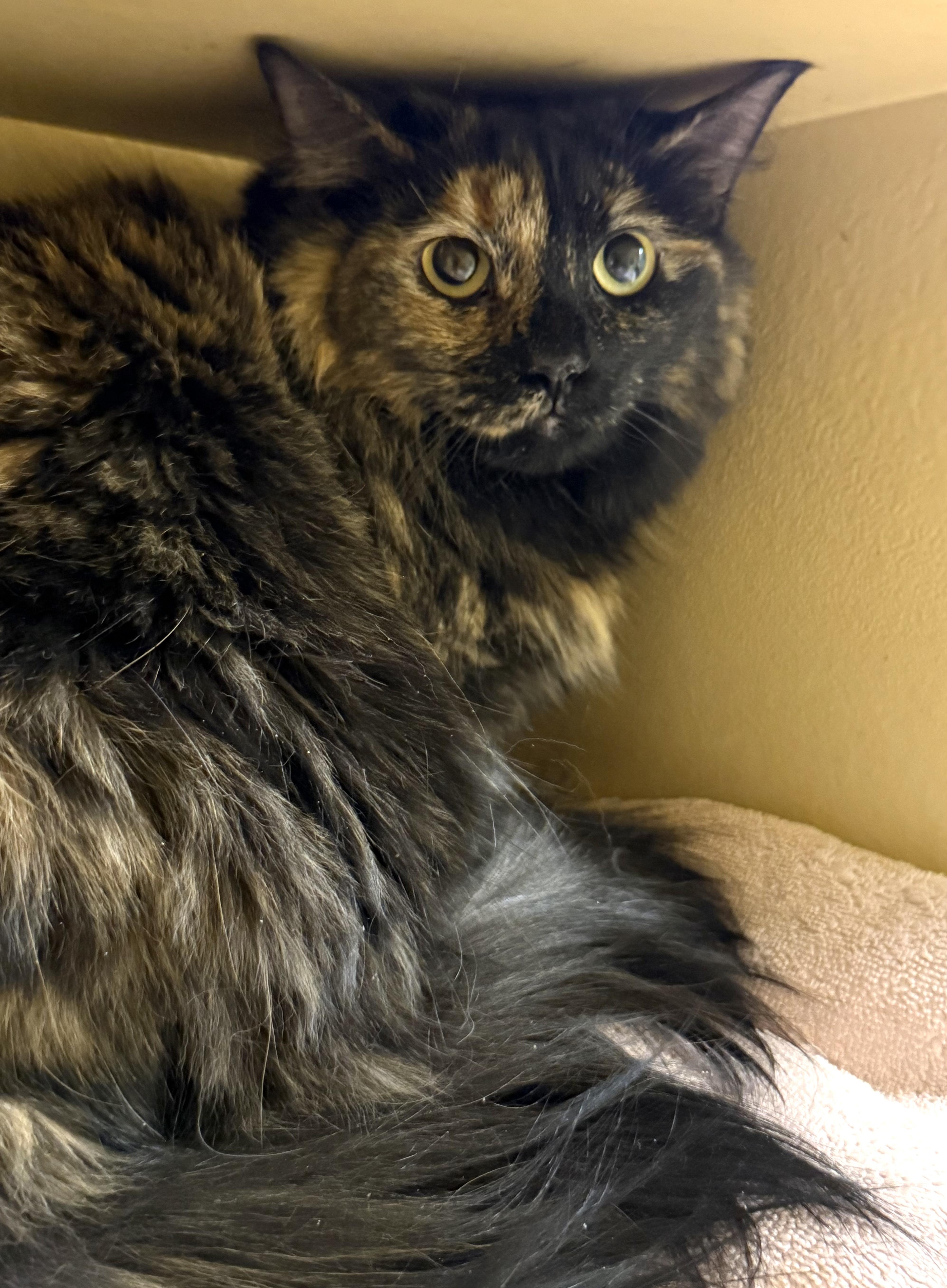 Enlarge Coco & Maeve , a ADOPTABLE mixed breed in Charlotte, NC image 3/5