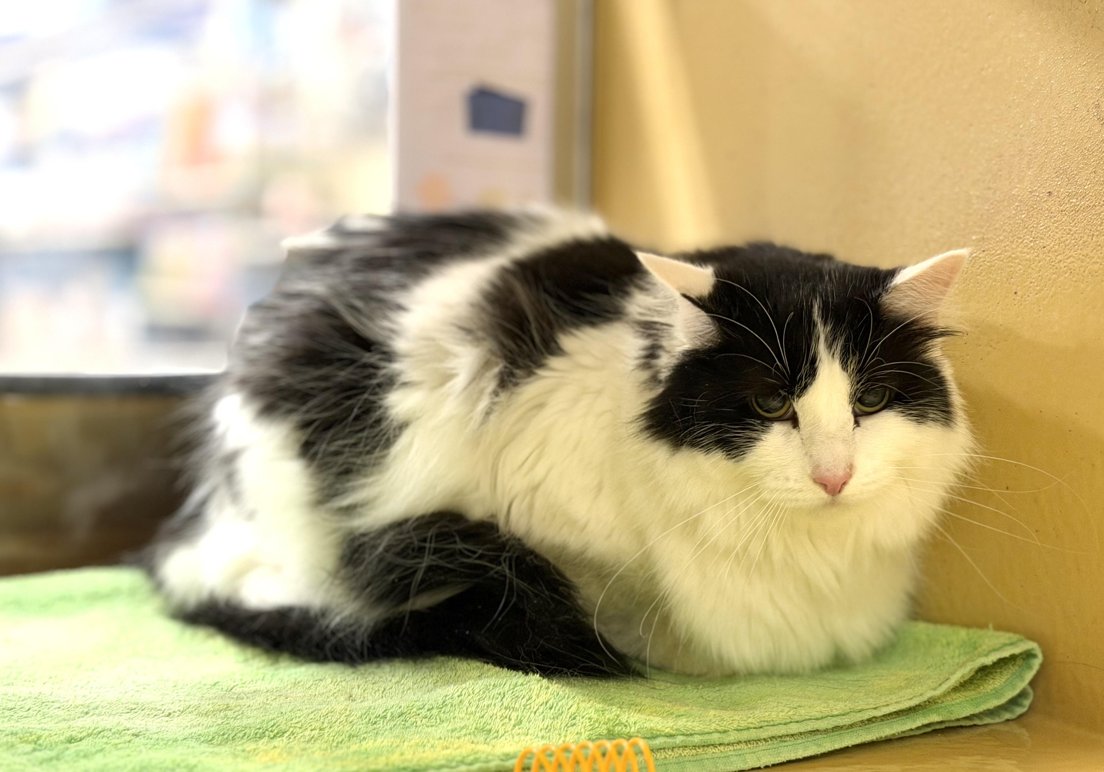 Enlarge Coco & Maeve , a ADOPTABLE mixed breed in Charlotte, NC image 5/5