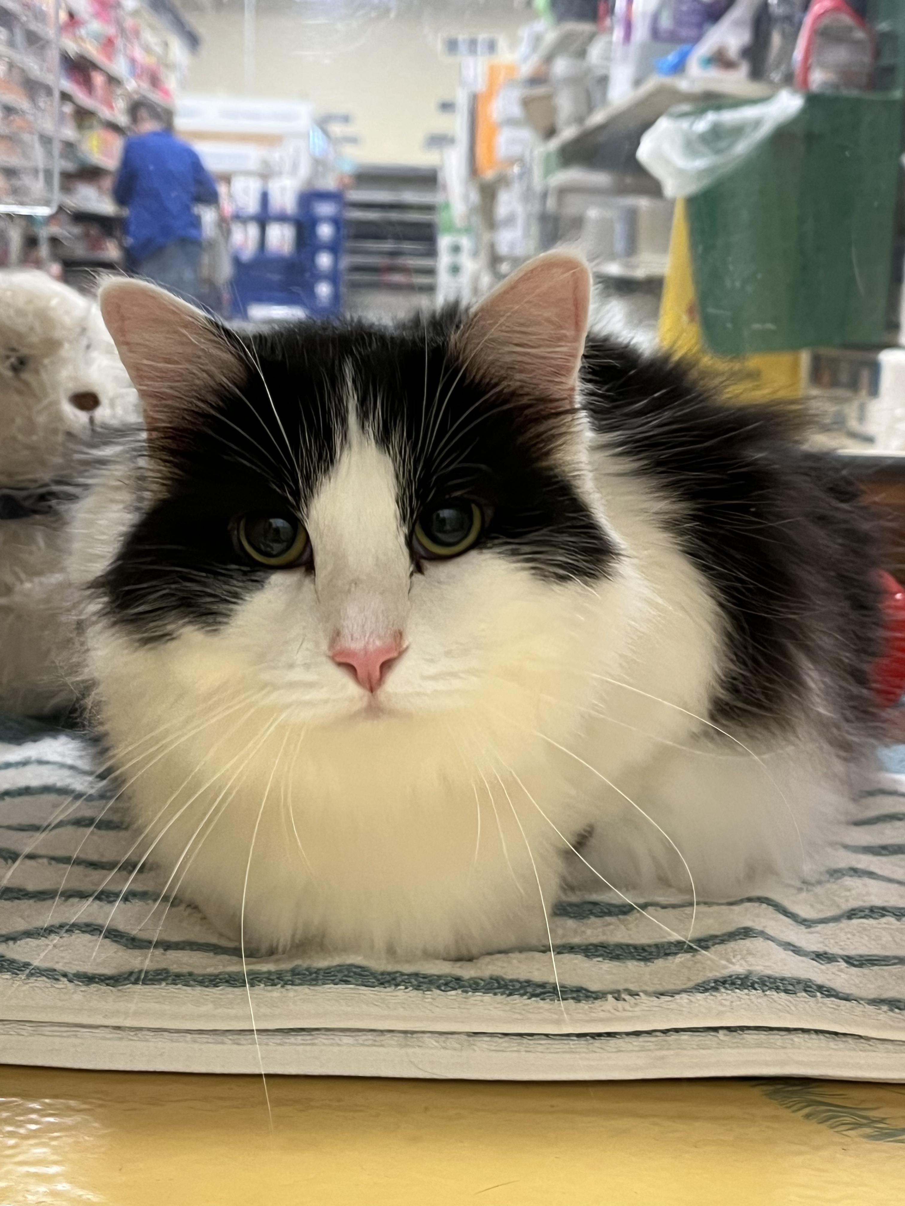 Enlarge Coco & Maeve , a ADOPTABLE mixed breed in Charlotte, NC image 2/5