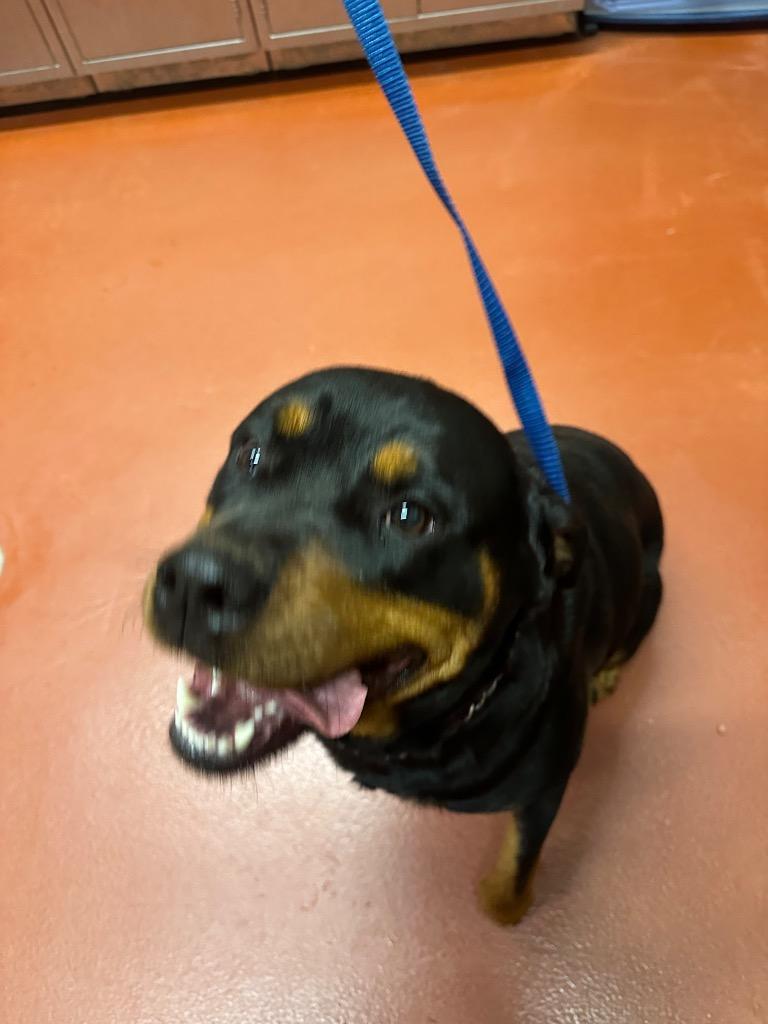 Blackberry thumbnail 2