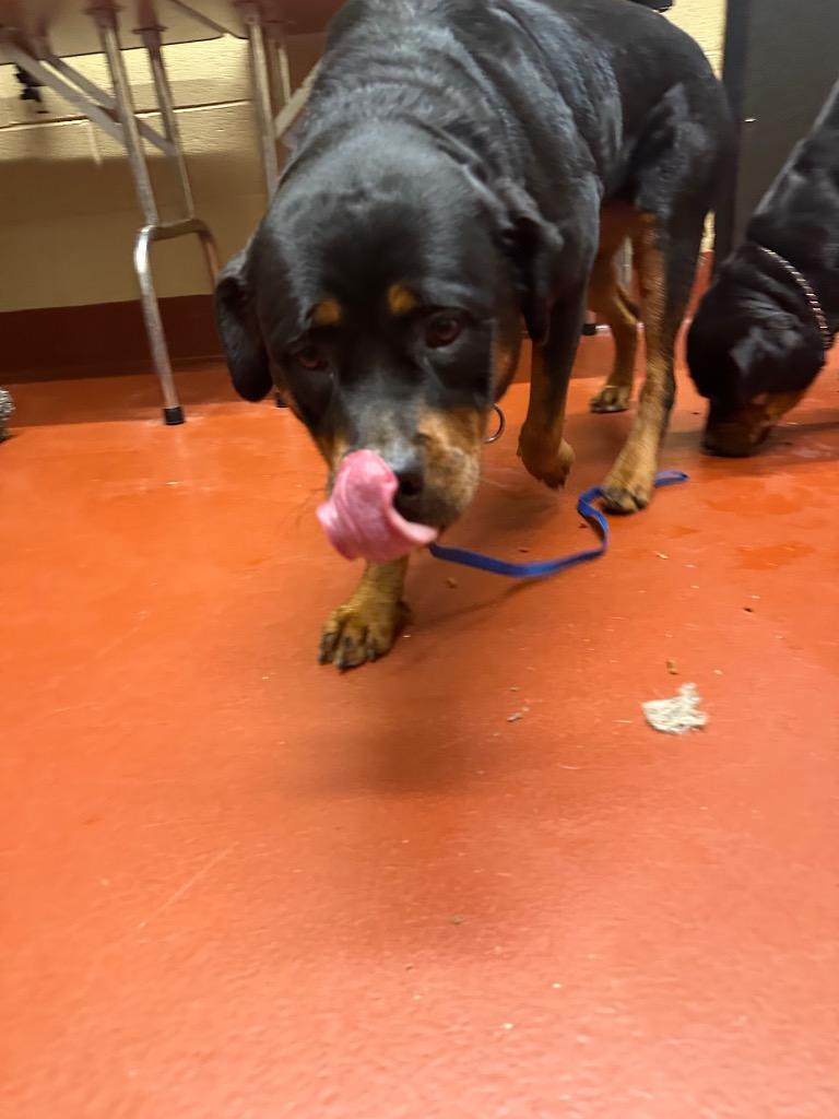 Blackberry thumbnail 3