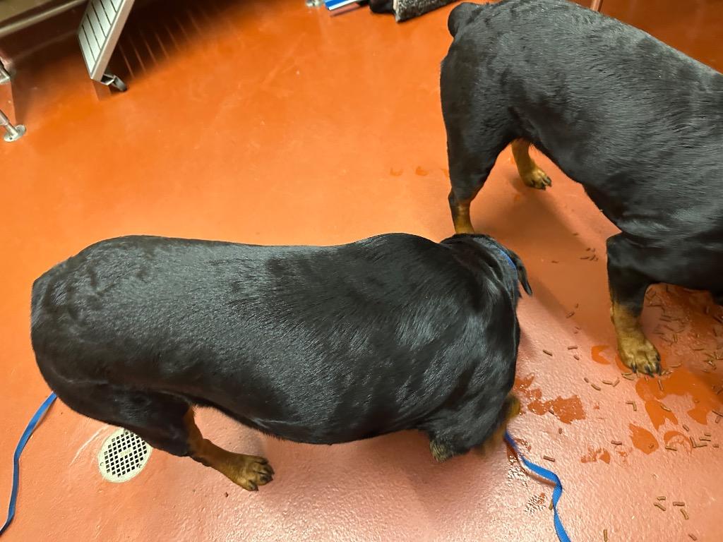 Blackberry thumbnail 4