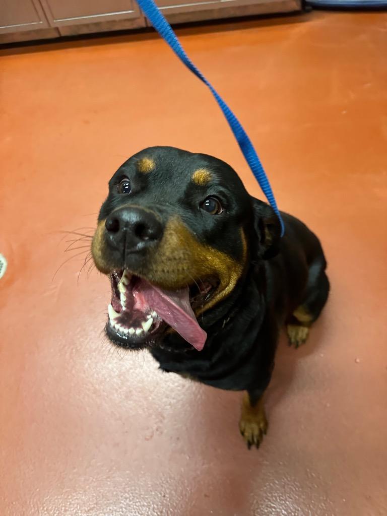 Blackberry thumbnail 5