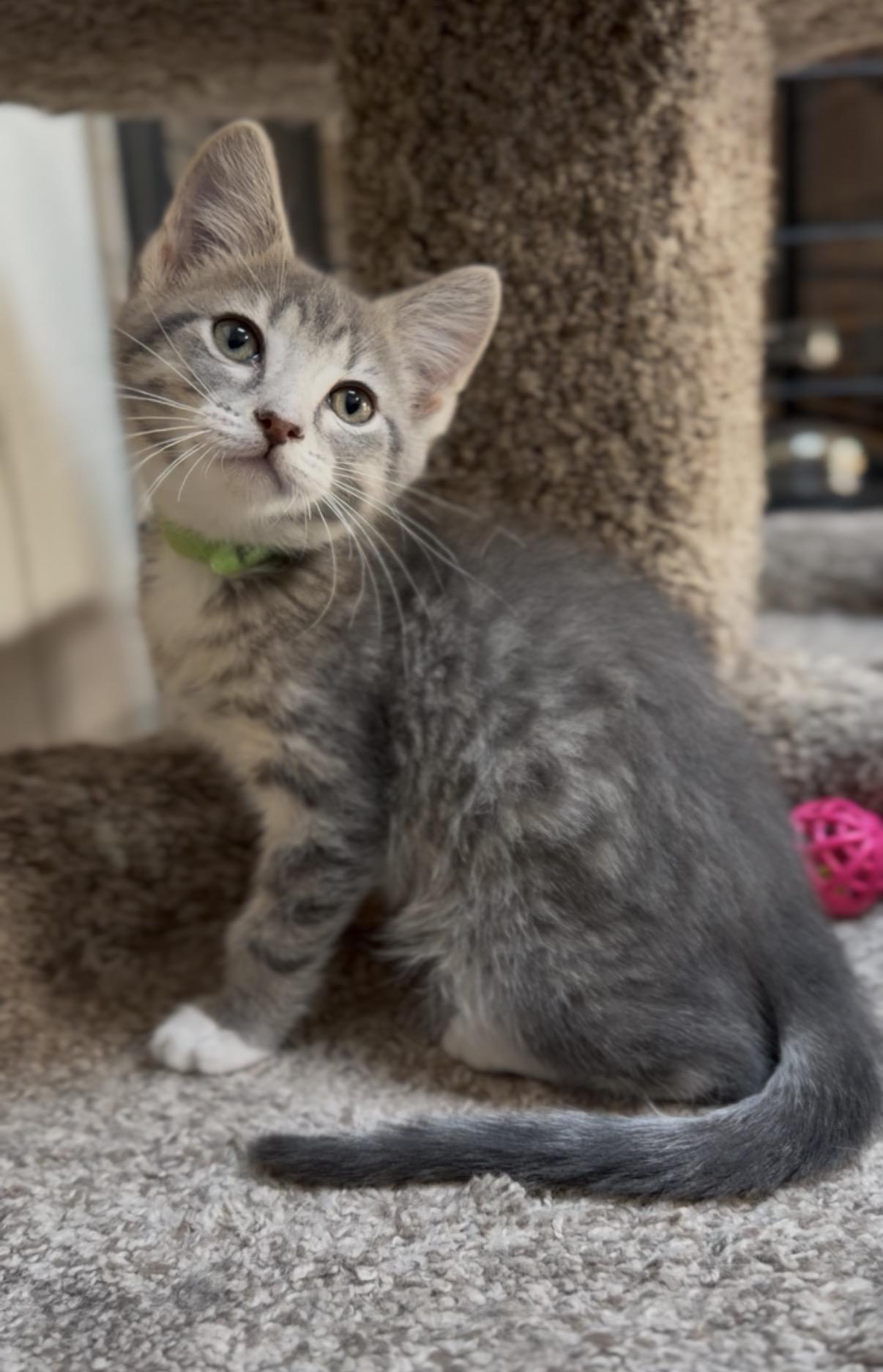 Flint , adopted, Kitten Male Domestic Short Hair.