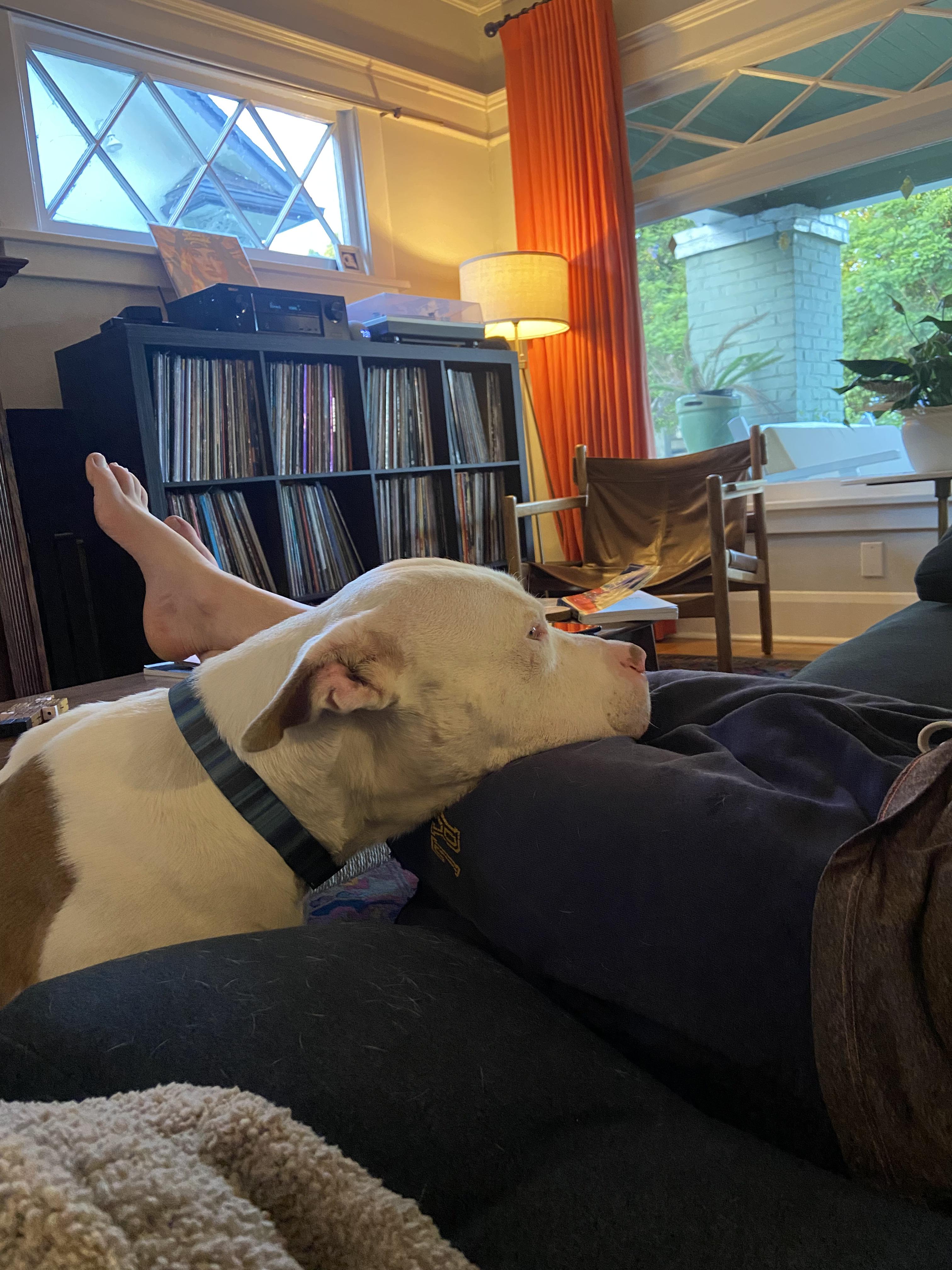 DOUGIE!, a Adoptable American Bulldog in Sherman Oaks, CA image 3/6