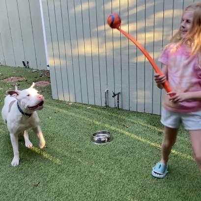 DOUGIE!, a Adoptable American Bulldog in Sherman Oaks, CA image 4/6