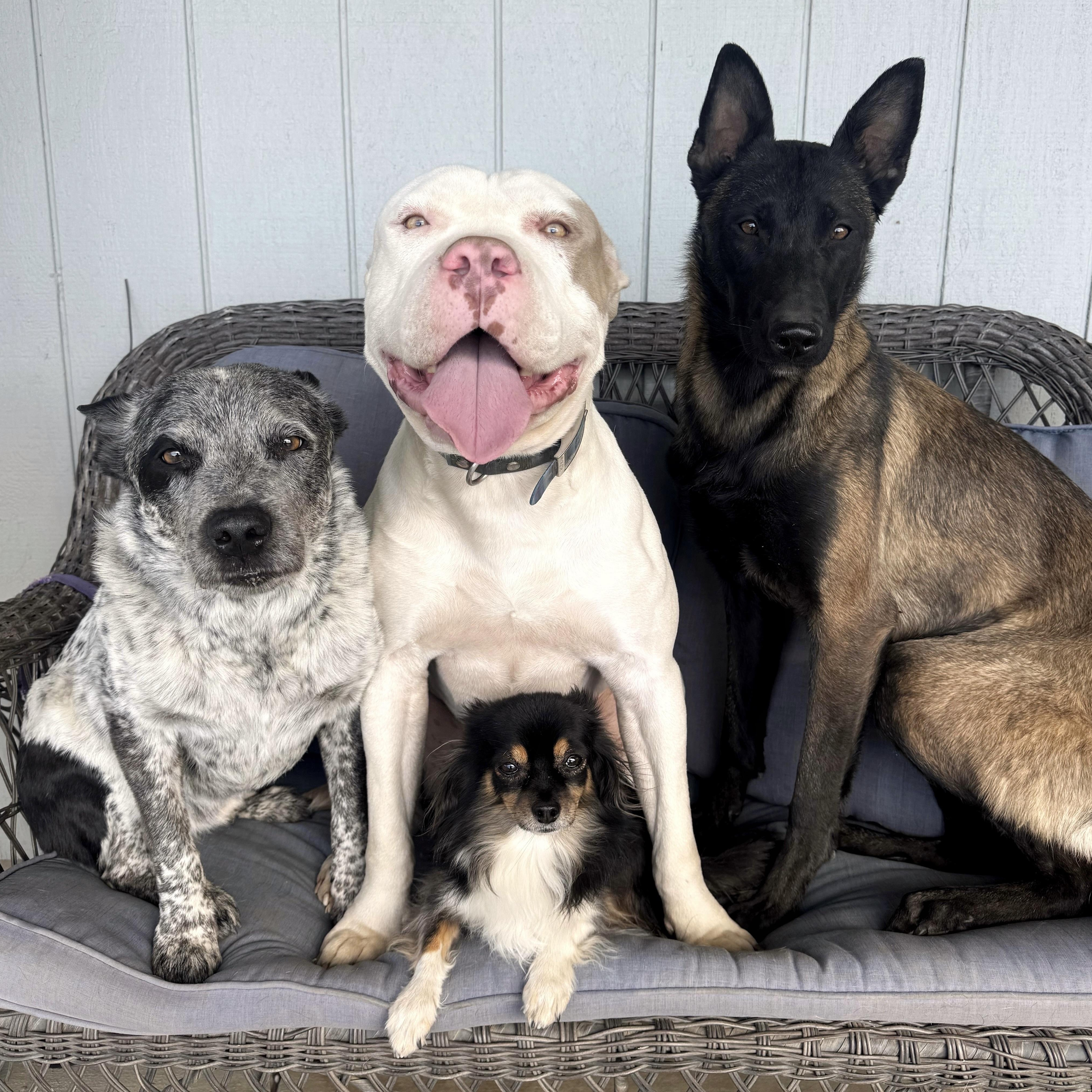 DOUGIE!, a Adoptable American Bulldog in Sherman Oaks, CA image 2/6