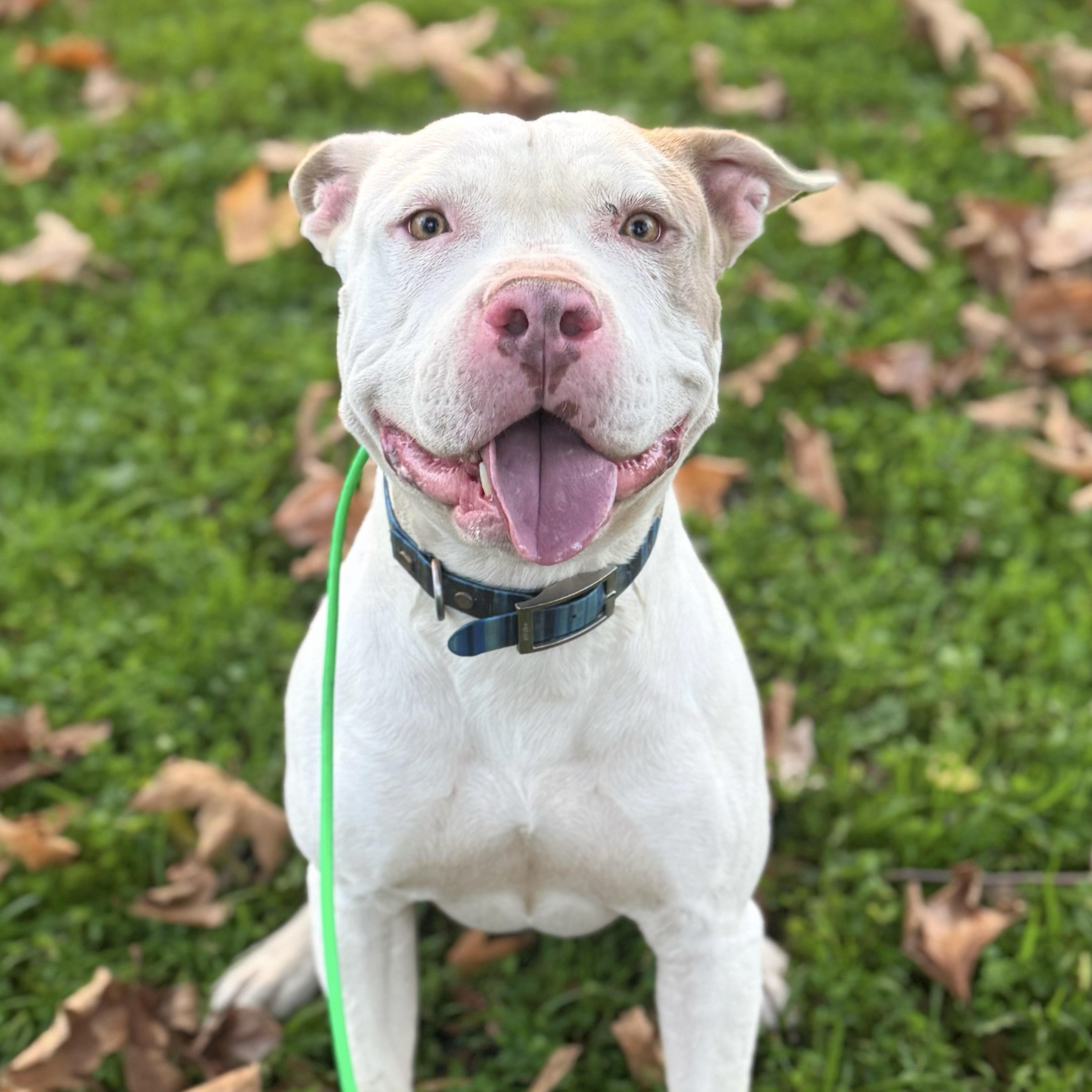 DOUGIE!, a Adoptable American Bulldog in Sherman Oaks, CA image 5/6