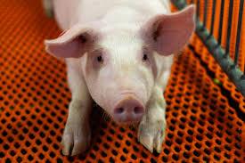 Enlarge Nappy- PROD TEST NOT ADOPTABLE- NO CONTACT, a ADOPTABLE Pig in Bettles, MN image 2/2