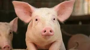 Nappy- PROD TEST NOT ADOPTABLE- NO CONTACT, ADOPTABLE, Senior Female Pig.