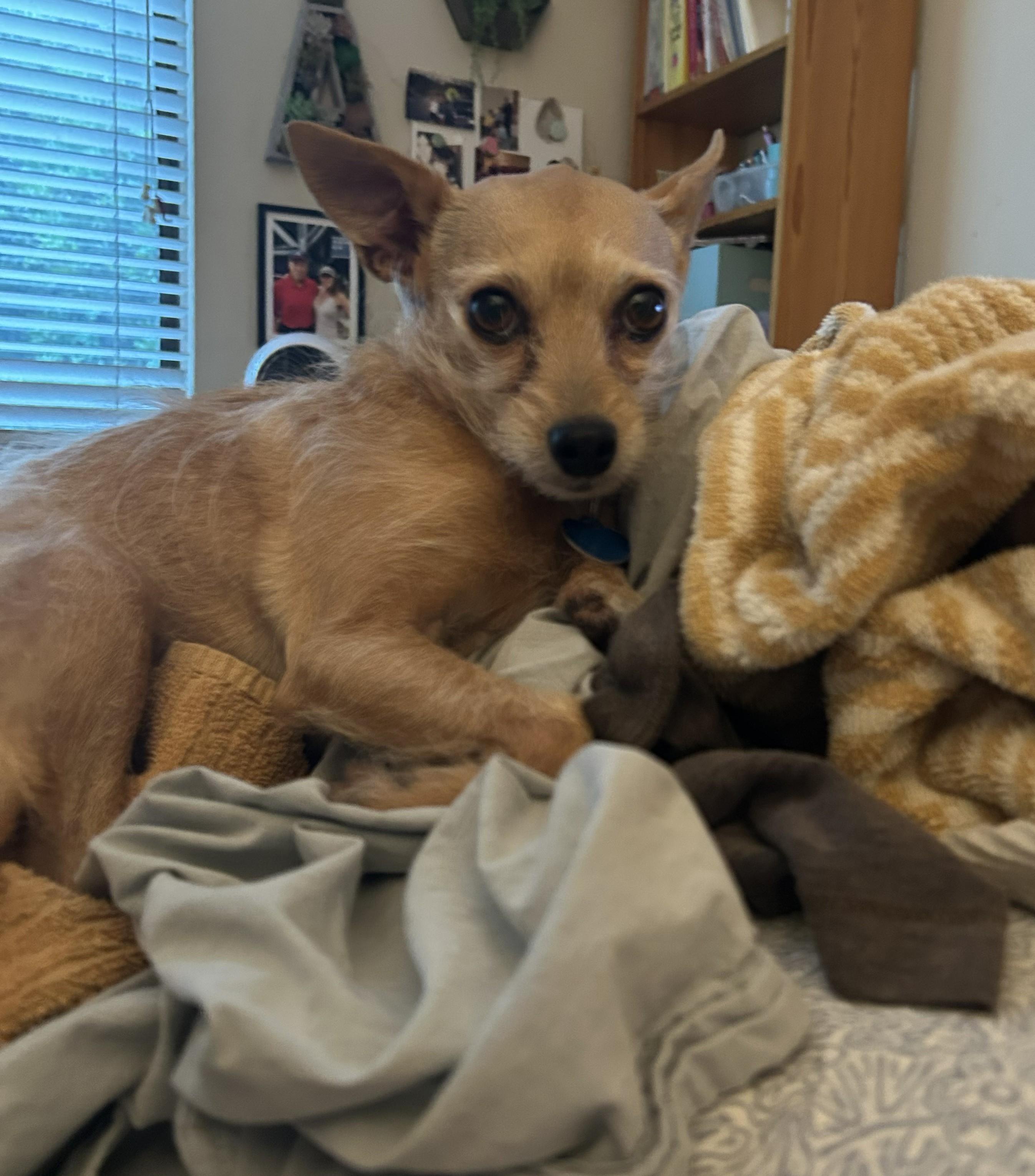 Enlarge Nova, a ADOPTABLE Chihuahua in Westlake Village, CA image 2/5