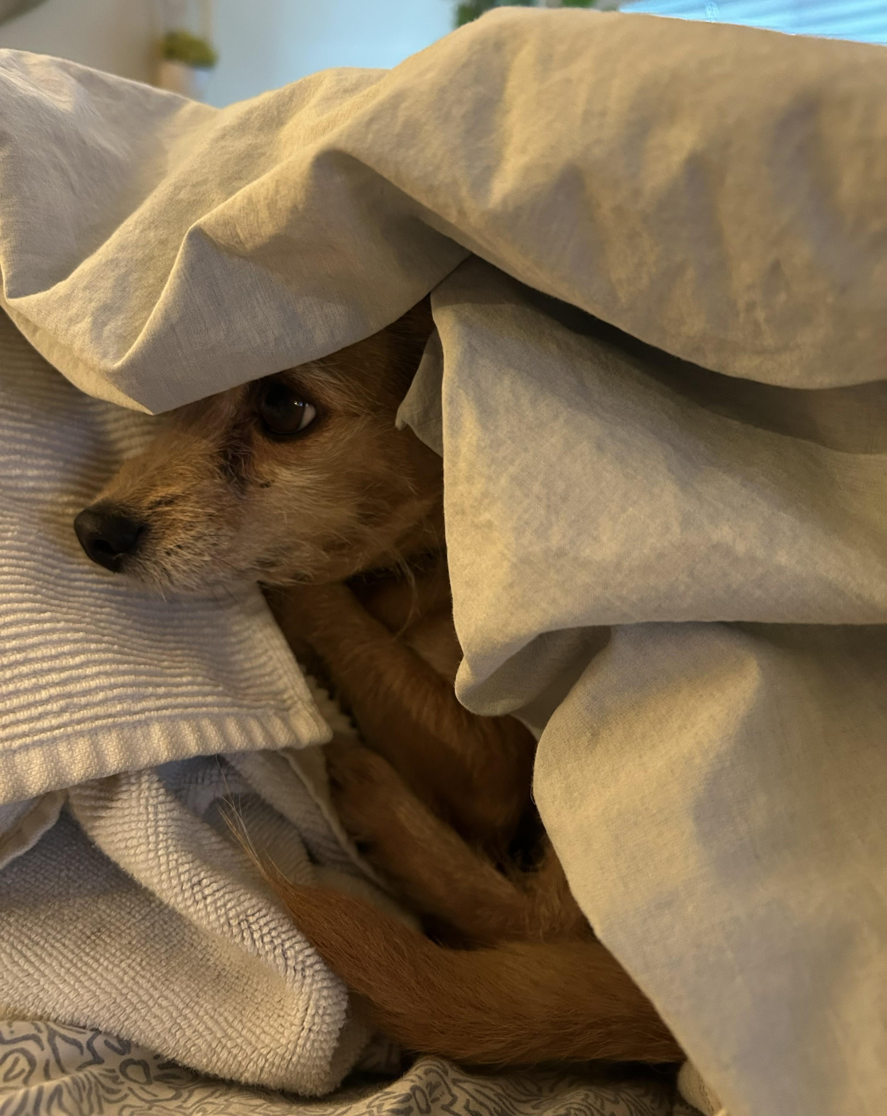 Enlarge Nova, a ADOPTABLE Chihuahua in Westlake Village, CA image 3/5