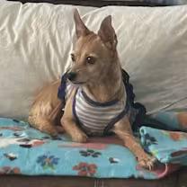 Enlarge Nova, a ADOPTABLE Chihuahua in Studio City, CA image 2/3