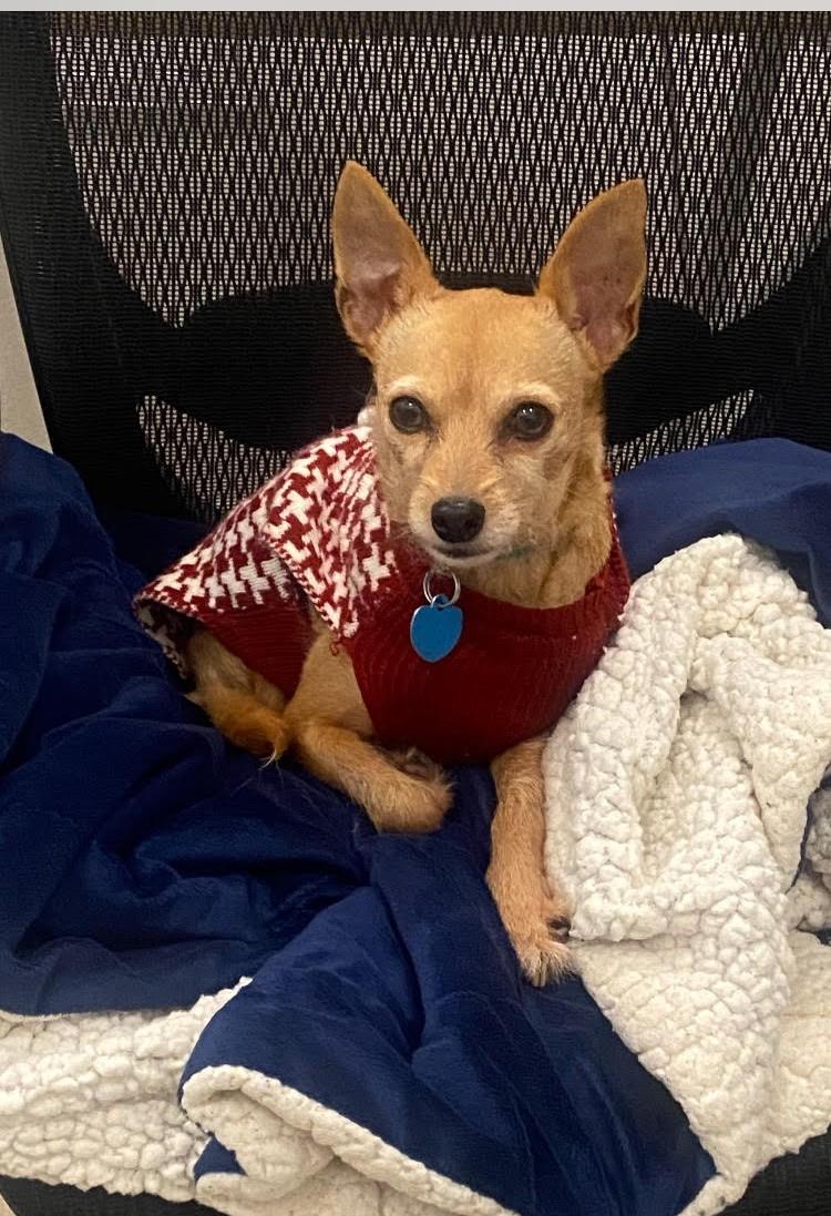 Nova, ADOPTABLE, Senior Female Chihuahua.