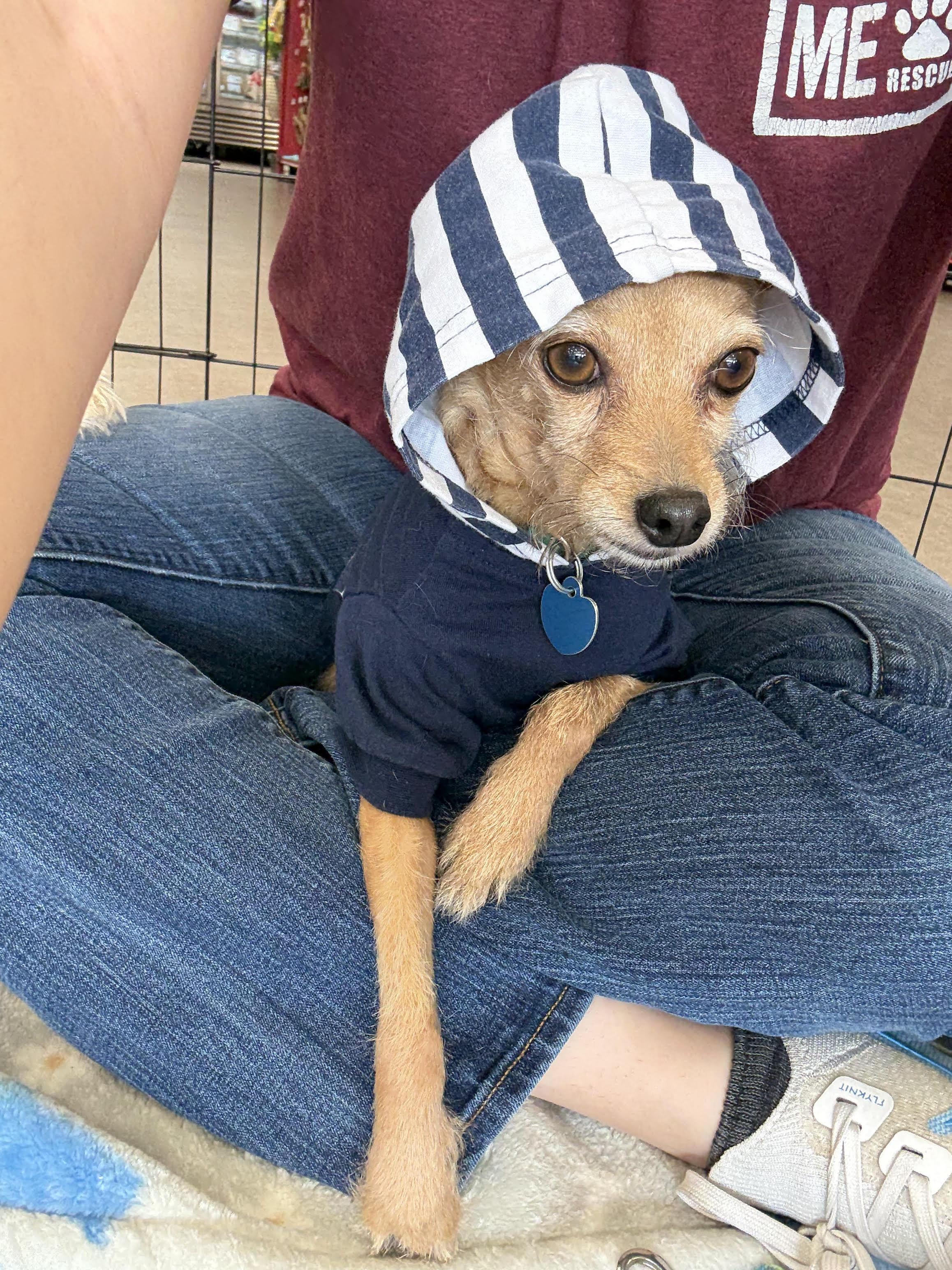 Enlarge Nova, a ADOPTABLE Chihuahua in Studio City, CA image 2/4