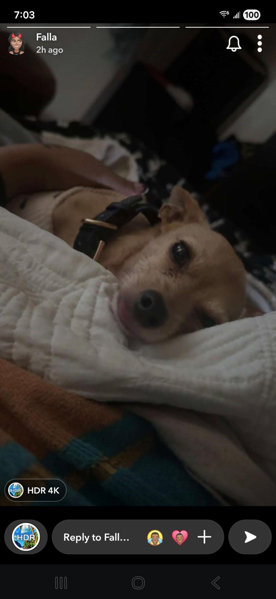 Enlarge Nova, a ADOPTABLE Chihuahua in Studio City, CA image 3/3