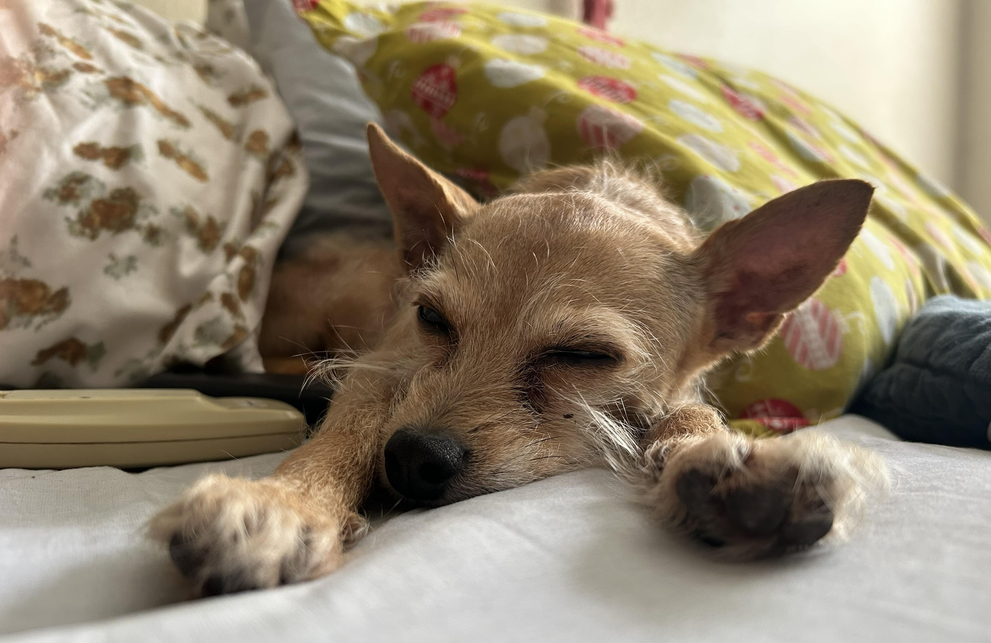Enlarge Nova, a ADOPTABLE Chihuahua in Westlake Village, CA image 1/5