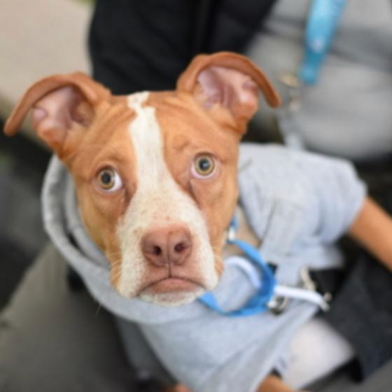 Quartz — thumbnail 3