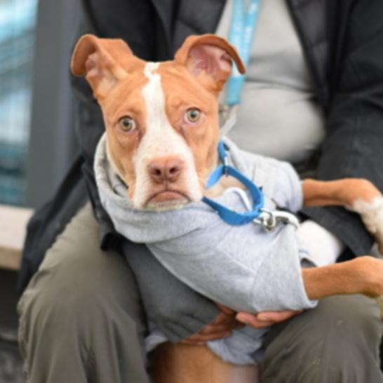 Quartz — thumbnail 6