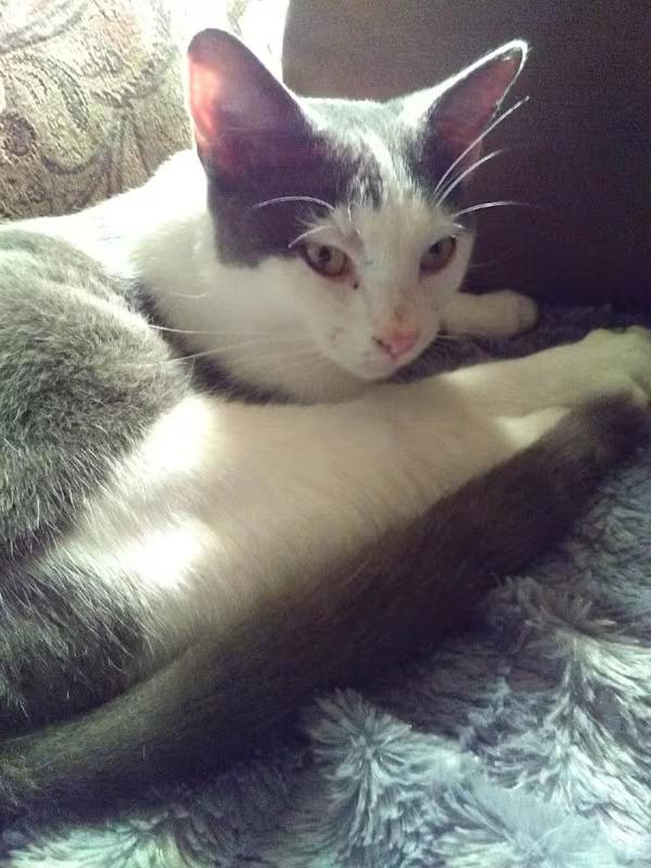 Boomer, Adoptable, Young Male Domestic Short Hair.