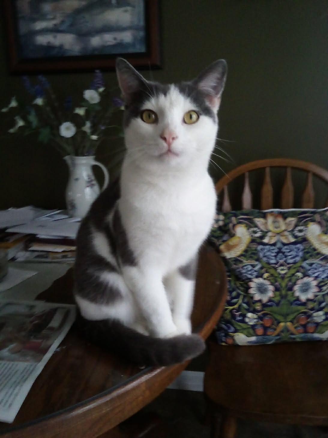 Enlarge Boomer, an adopted Domestic Short Hair in Monterey, VA image 1/4