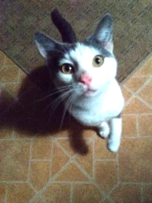 Enlarge Boomer, an adopted Domestic Short Hair in Monterey, VA image 3/4