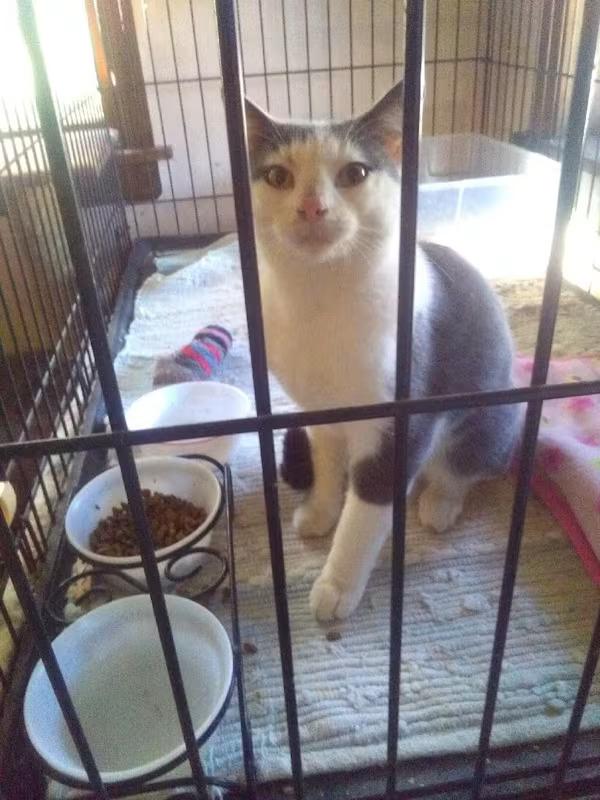 Enlarge Boomer, an adopted Domestic Short Hair in Monterey, VA image 4/4