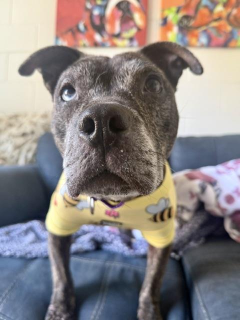 CINDERELLA, Adoptable, Adult Female Pit Bull Terrier & Mixed Breed.