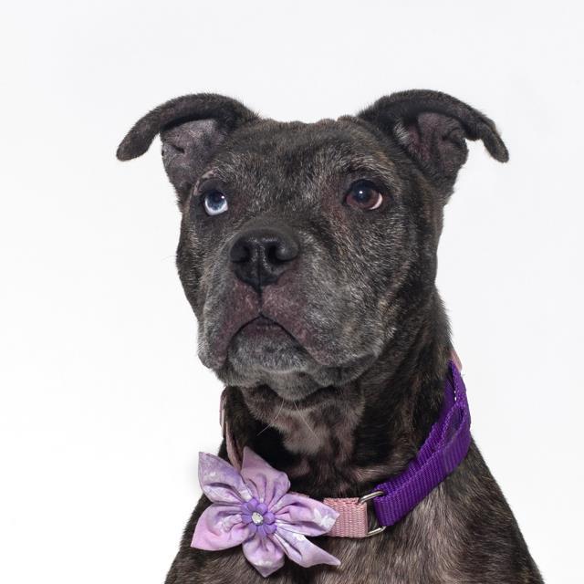 CINDERELLA, Adoptable, Adult Female Pit Bull Terrier & Mixed Breed.